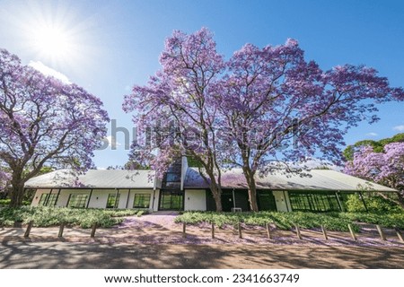 Jacaranda Tree in flower in Parramatta Park, Sydney Royalty-Free Stock Photo #2341663749