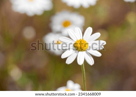 Daisy flower with white petals and defocused warm dry background.