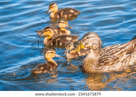 A family of ducks, a duck and its little ducklings are swimming in the water. The duck takes care of its newborn ducklings. Ducklings are all together included. Mallard, lat. Anas platyrhynchos Royalty-Free Stock Photo #2341671879