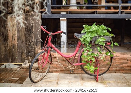 An old red bicycle decorated with hanging plants hangs at the pillion seat. Royalty-Free Stock Photo #2341672613