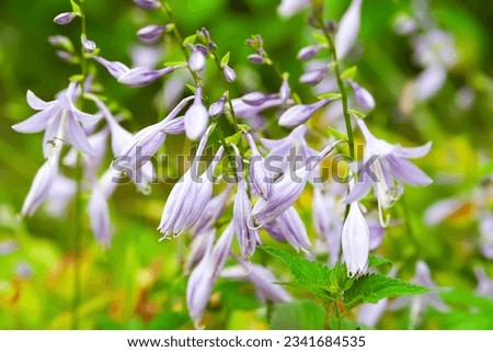 Purple Hosta. Hosta plantaginea or plantain shade-loving garden family Asparagaceae. Hosta flowers. Selective soft focus Royalty-Free Stock Photo #2341684535
