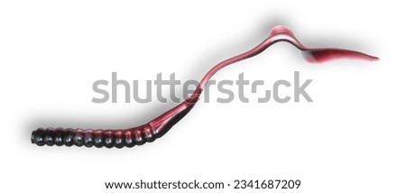 Silicone worm for fishing with curly tail and black and purple color and shadow underneath