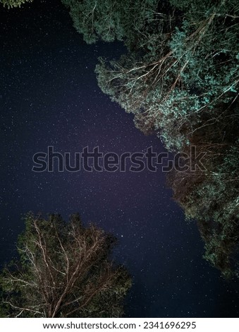 A photo of the starry night secluded by trees