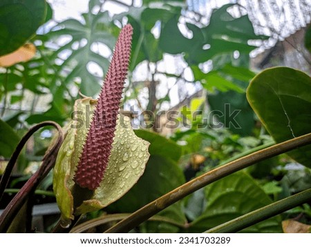Inflorescences from Anthurium Radicans hybrid tropical plants