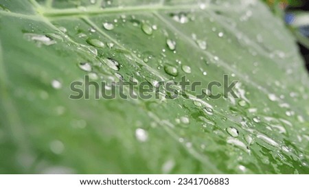 Water droplets on leaf after rain subject blor and low key 