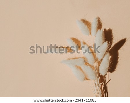 Dry fluffy lagurus flowers on beige background. Top view. Copy space Royalty-Free Stock Photo #2341711085