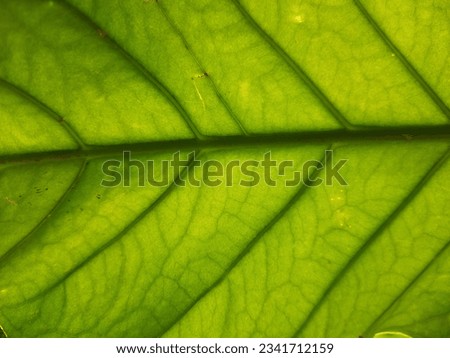 photo of leaf fiber background image 