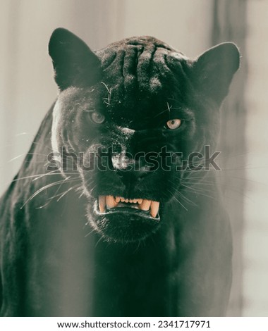 Portrait of a black panther with open mouth in a cage.