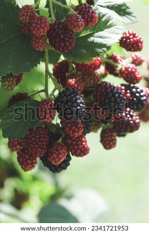 Blackberry bush with ripe and green berries