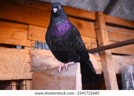 Black Beautifull Pigeon, Stand on Door