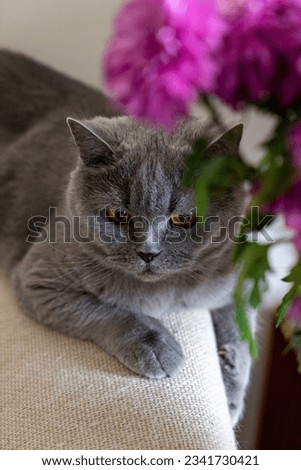 Gray cat of the British breed lying on a light surface