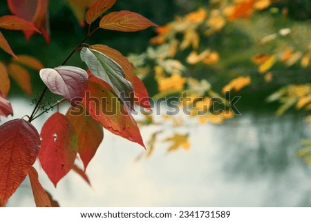 Autumn Landscape. Colourful foliage on the background of a blurred forest.