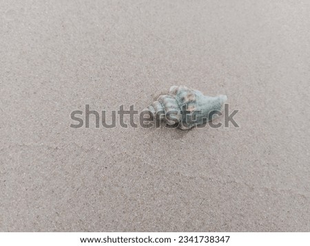 walking on the sand and then you will see the creations call shell