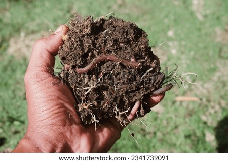 fermented soil with cow dung with earthworms, ready to plant trees in the hand of an Asian man Royalty-Free Stock Photo #2341739091