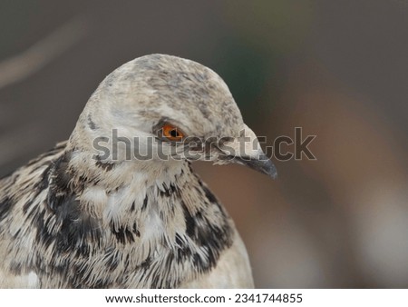 A White And Grey Speckled Pigeon
