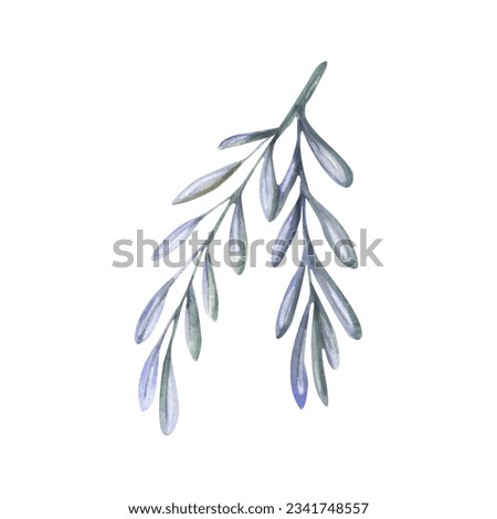 blue watercolor branch with leaves. perfect for floral nature christmas easter birthday wedding designs