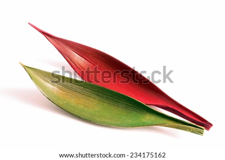 leaves green and red, white pattern