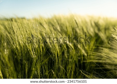Green ears of barley on the agricultural field in summer. Landscape view on a barley field. Agricultural field with young green barley sprouts. Royalty-Free Stock Photo #2341756101