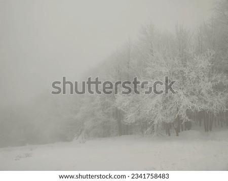 Trees in fog and snow 