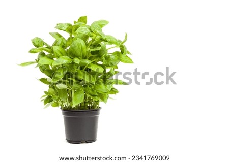 basil in a pot, isolated on white background Royalty-Free Stock Photo #2341769009