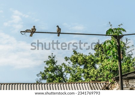 Two turtle doves sit on a lamppost above the roof against the background of blue sky. A couple of wild birds are watching from above
