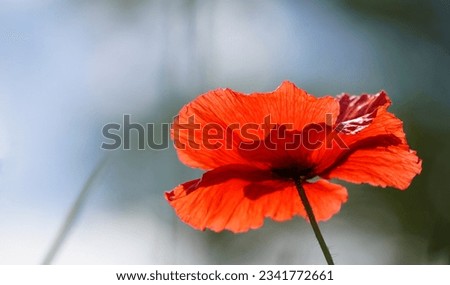 Backlit Poppy on a Sunny Summer's Day with Sky in the Background