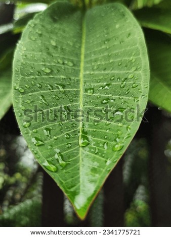 Nature always gives beauty during the rain with trees and leaves. This is a picture of raindrops on the leaves that slowly cling to each other.
