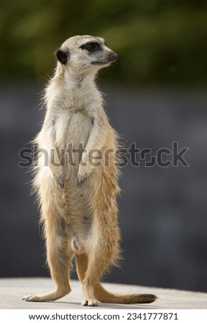 A meerkat stands on the lookout, watching for approaching danger.
