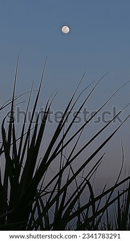 The silhouette of sugarcane leaves blowing in the wind under the moonlight