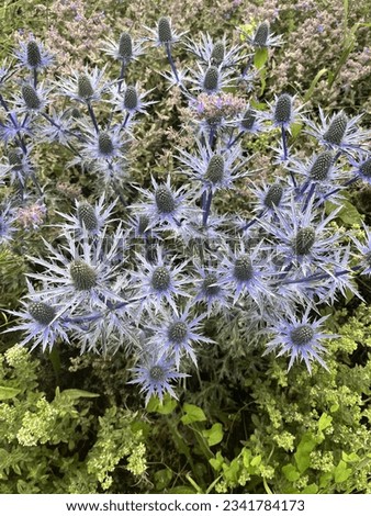 Flat Sea-Holly plant brightly coloured thistle in wild garden,embankment on path verge Royalty-Free Stock Photo #2341784173