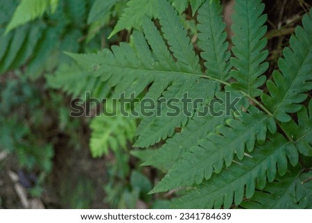 Textured and surface of Eagle fern green leaf on the camping ground. The photo is suitable to use botanical content media, environmental poster and nature background.