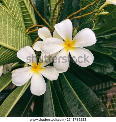 Picture of white champa flowers with water droplets on the island.