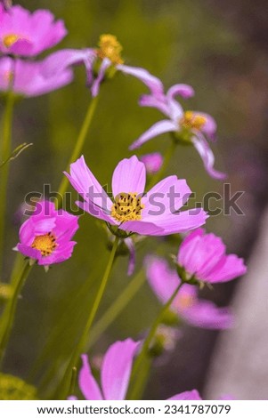 cosmos flowers all colors blooming in garden images