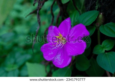 purple flowers surrounded by green leaves.