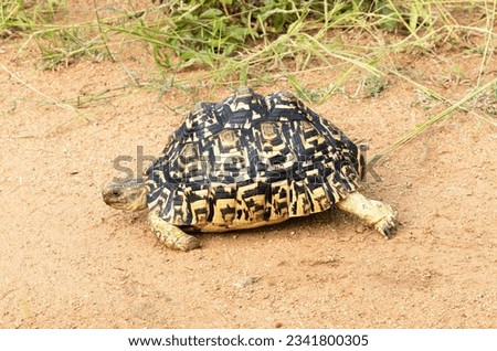 The Leopard Tortoise is the most common and widespread of the family throughout the drier area of Eastern and Southern Africa. They are more active during the rainy season. Royalty-Free Stock Photo #2341800305