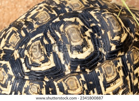 The horny keratin plates on a Leopard Tortoise carapace, known as scutes, are ridged and indicate the seasons of growth a bit like tree rings. This enables herpetologists to estimate individuals age. Royalty-Free Stock Photo #2341800887