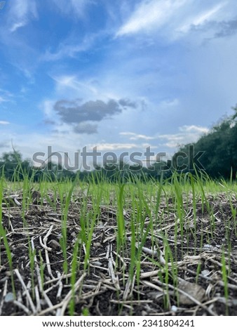 Green rice plants in the fields, sky