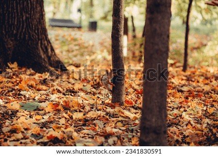 a squirrel in an autumn forest among bright leaves