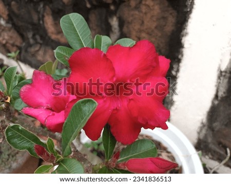 Classic beautiful picture of pink adenium obesum with green petal leaves and water drop in the fresh natural garden. Common names are Desert Rose or Impala Lily.