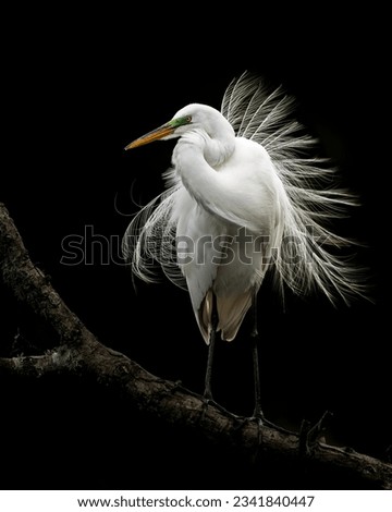 Portrait of a Great Egret  Royalty-Free Stock Photo #2341840447