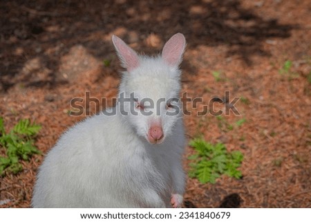 Cute Albino Kangaroo portrait in Zoo