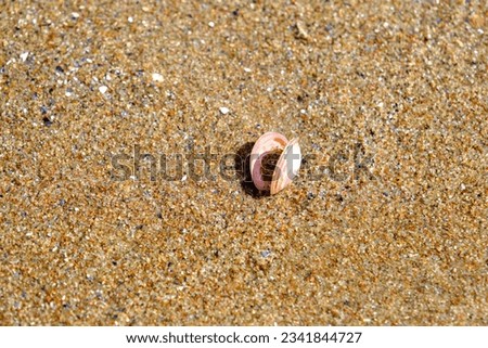 A beautiful pink shell. in the sand of the Baltic Sea in Latvia