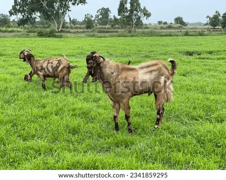 Goat Pictures With Nature Background,