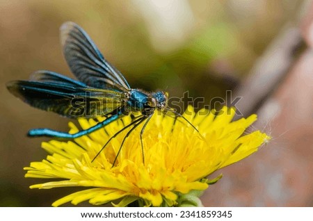 Blue dragonfly on a yellow flower in the wild close-up.