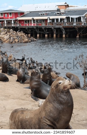 Sea lion resting on the shore in Cannery Row in Monterey, California.  Royalty-Free Stock Photo #2341859607