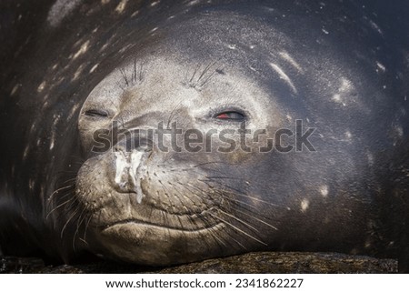 Snotty nosed elephant seal; Saint Andrews Bay, South Georgia