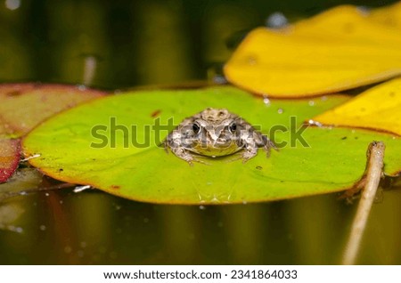 Reptile frog in the wild sits on a green leaf of a water lily. Close up.
