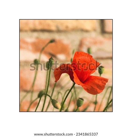 Close-up of a red poppy flower (Papaver rhoeas) against the background of an old wall of a rural building. Pictures with selective focus can decorate the walls of the home.