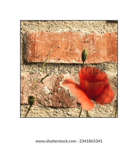 Close-up of a red poppy flower (Papaver rhoeas) against the background of an old wall of a rural building. Pictures with selective focus can decorate the walls of the home.