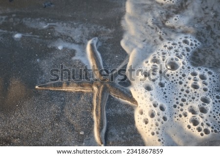 real starfish on a beach in texas with bubbles and sea foam from ocean